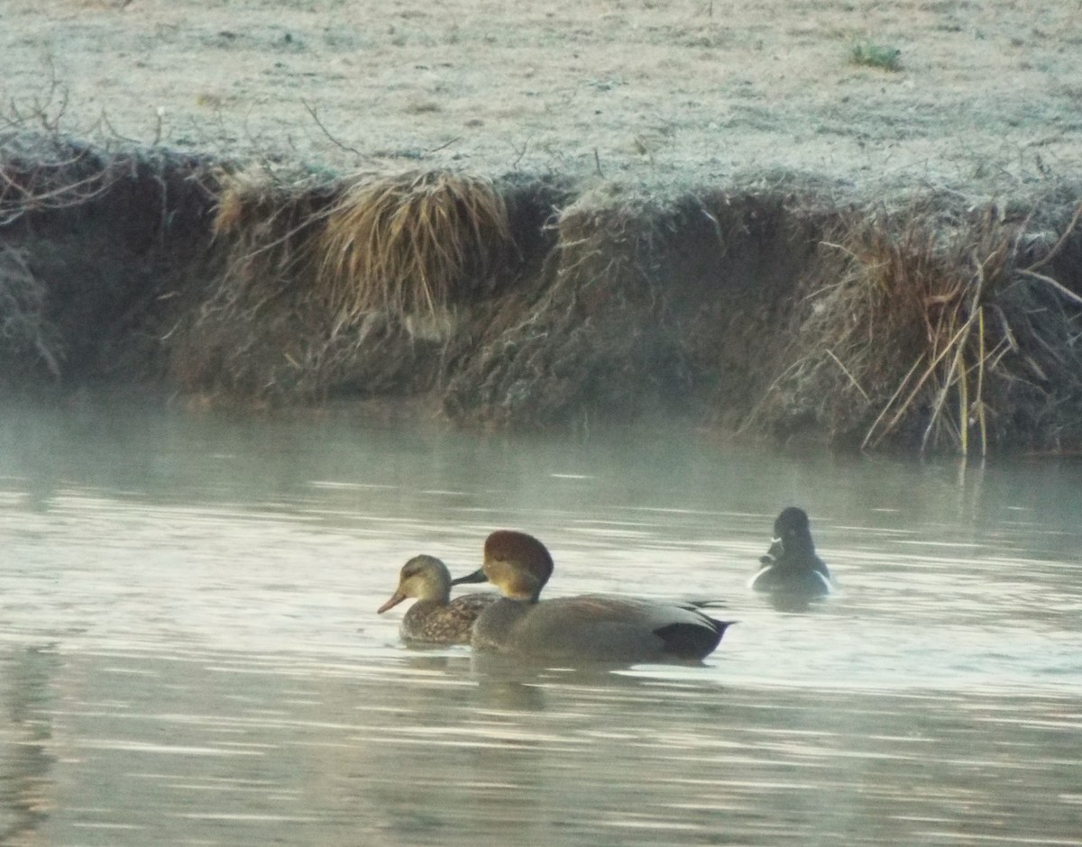 Gadwall - ML532602511