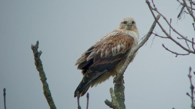 Long-legged Buzzard - ML532602661