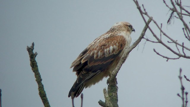 Long-legged Buzzard - ML532602671