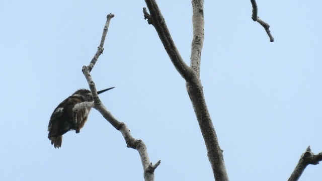 Black-bellied Thorntail - ML532602901