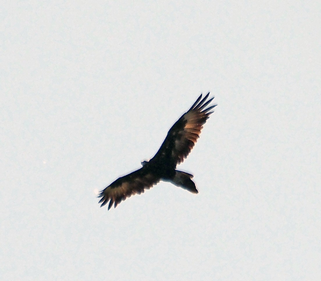 Wedge-tailed Eagle - ML532602911