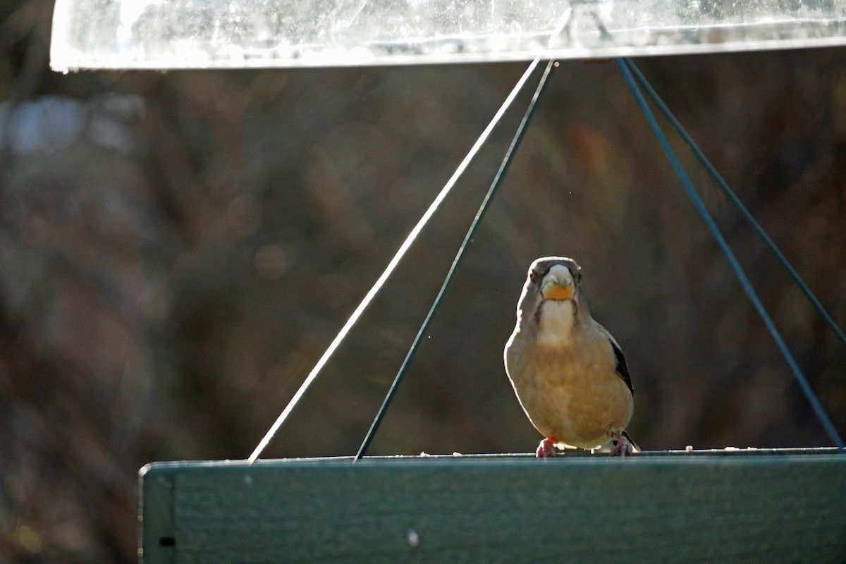 Evening Grosbeak - ML532604991