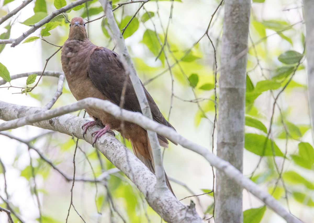 Brown Cuckoo-Dove - ML532605511