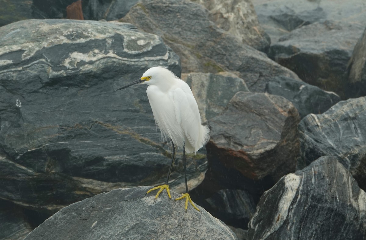 Snowy Egret - ML532605691