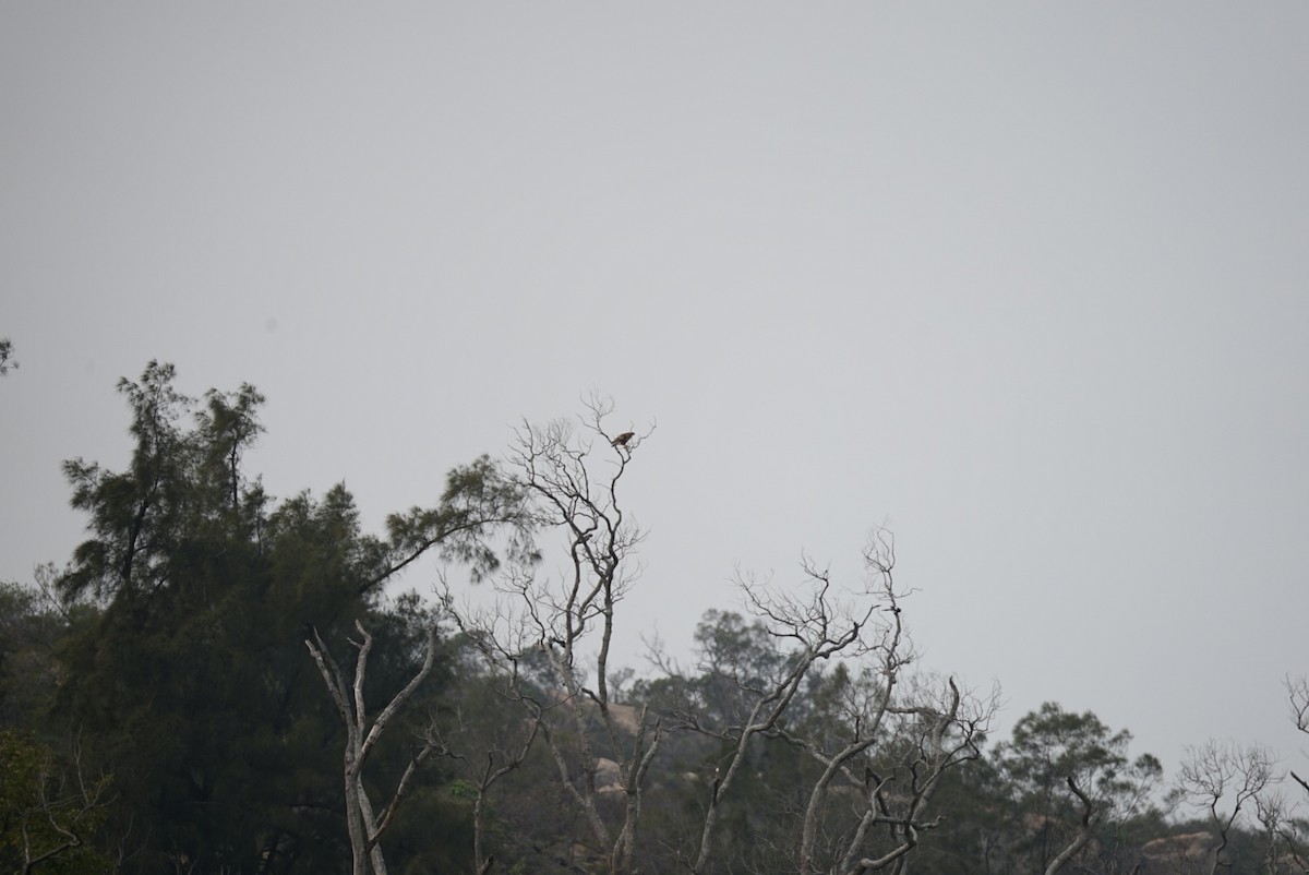 Eastern Buzzard - ML532605731