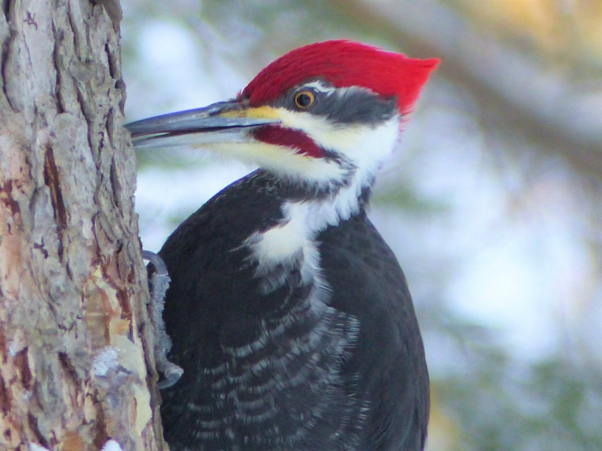 Pileated Woodpecker - Marie Giroux