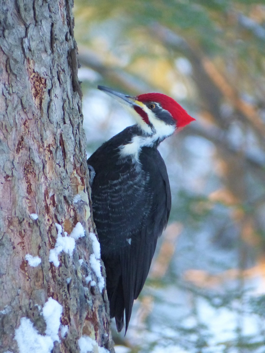 Pileated Woodpecker - ML532606351