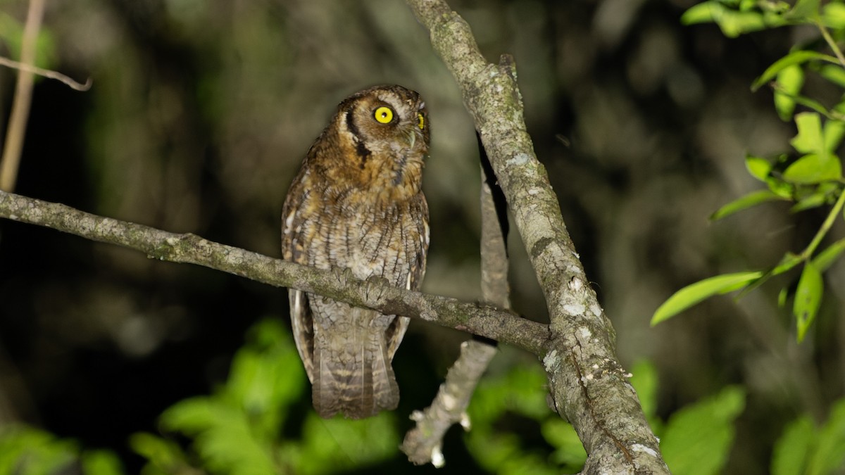 Tropical Screech-Owl - Ricardo Mitidieri