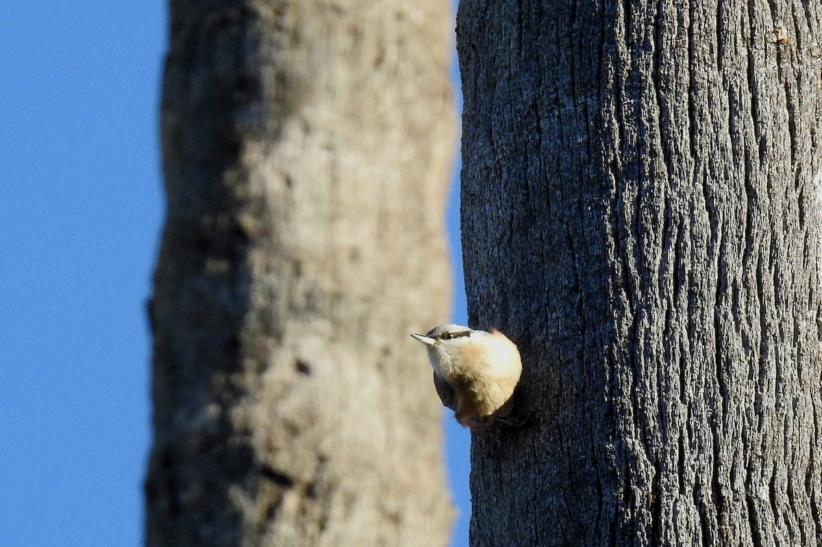 Garrapo eurasiarra - ML532607561