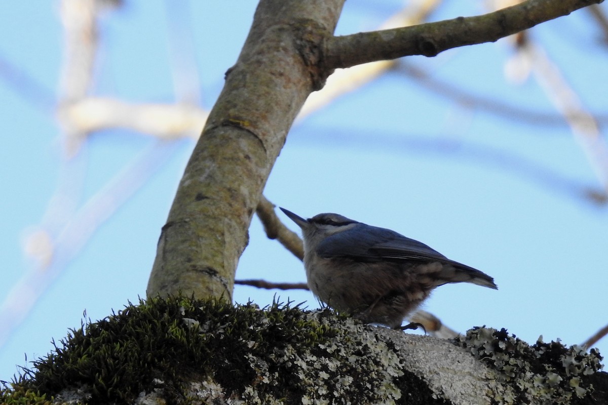 Garrapo eurasiarra - ML532607571