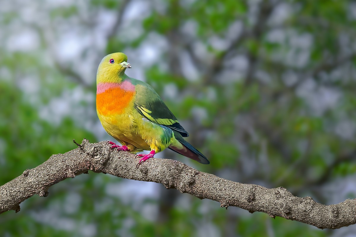 Orange-breasted Green-Pigeon - ML532607741