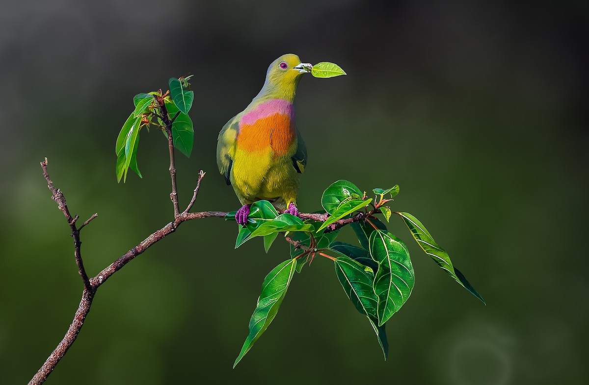橙胸綠鳩 - ML532607761