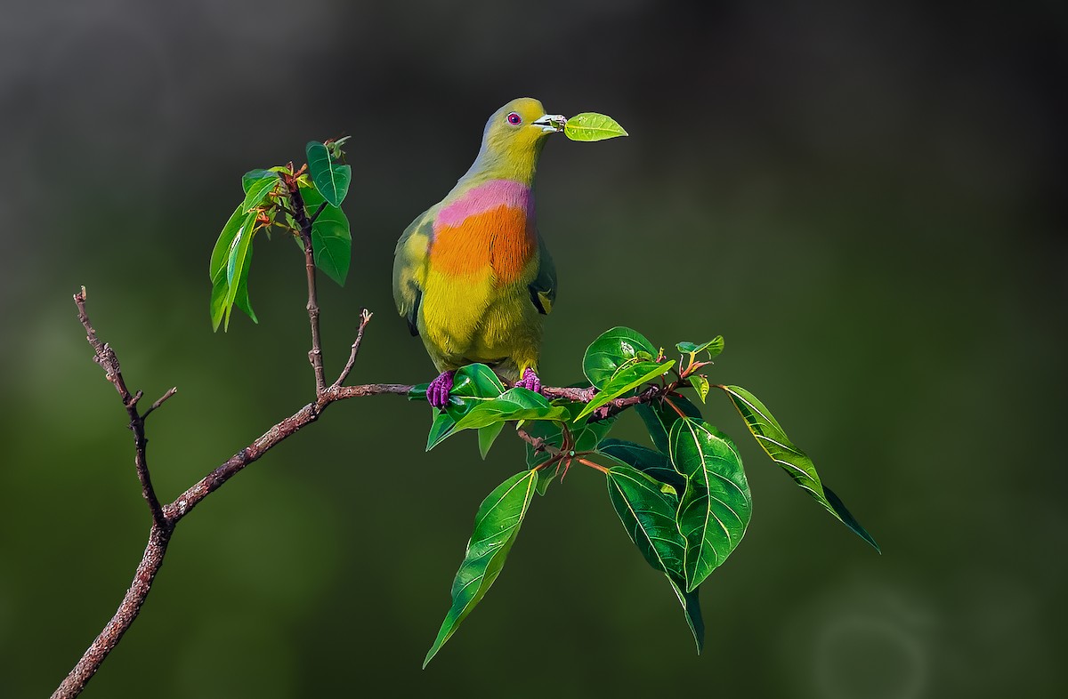 Orange-breasted Green-Pigeon - ML532607761