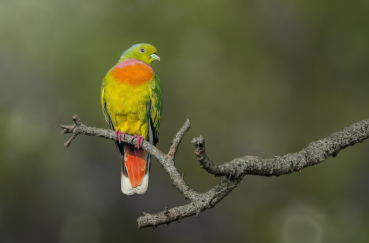 橙胸綠鳩 - ML532607771
