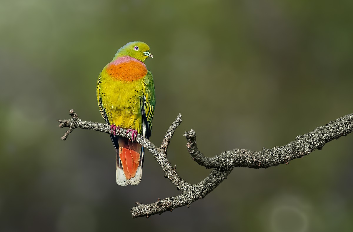 Orange-breasted Green-Pigeon - ML532607771