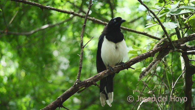 Black-chested Jay - ML532607971