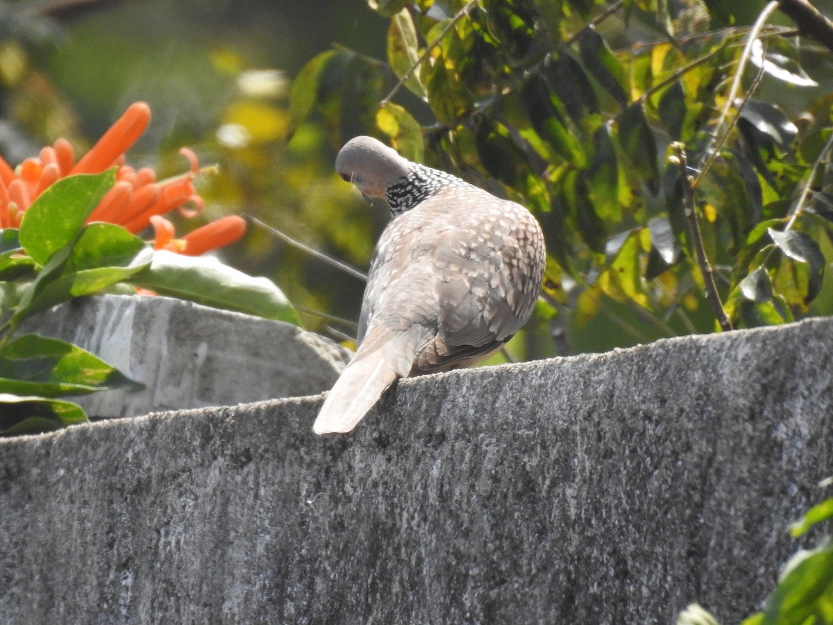 Spotted Dove - ML532608131