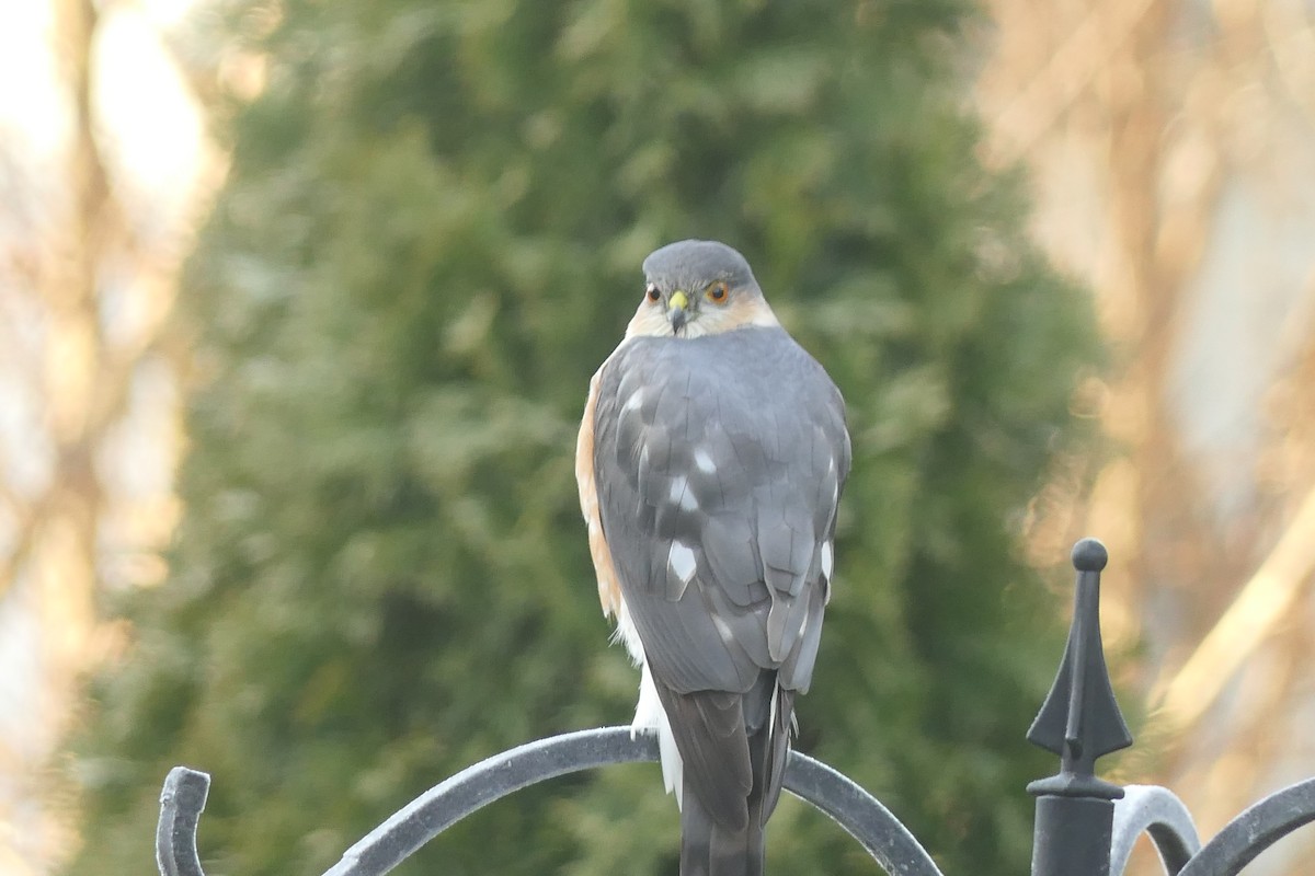 Sharp-shinned Hawk - ML532608731