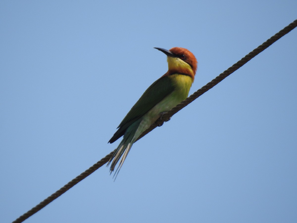 Chestnut-headed Bee-eater - ML532608901
