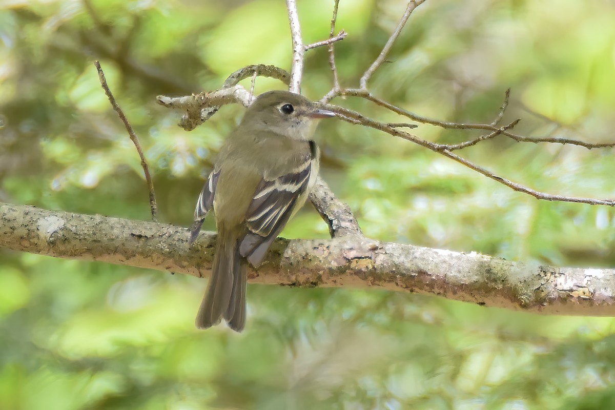 Alder Flycatcher - ML532609431