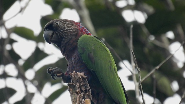 Red-fan Parrot - ML532609861