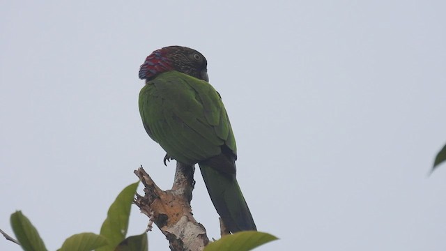 Red-fan Parrot - ML532609871