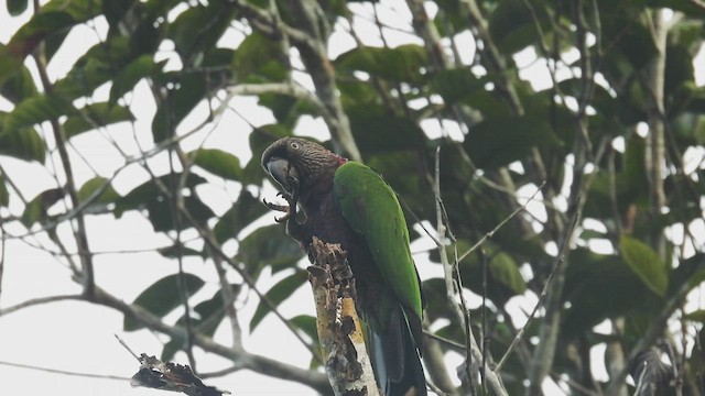 Red-fan Parrot - ML532609931