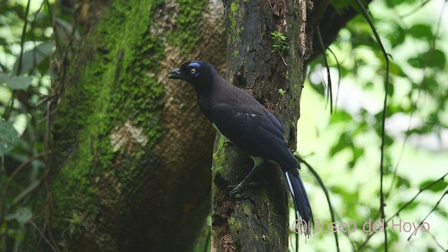 Geai à poitrine noire - ML532610991