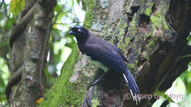 Geai à poitrine noire - ML532611461