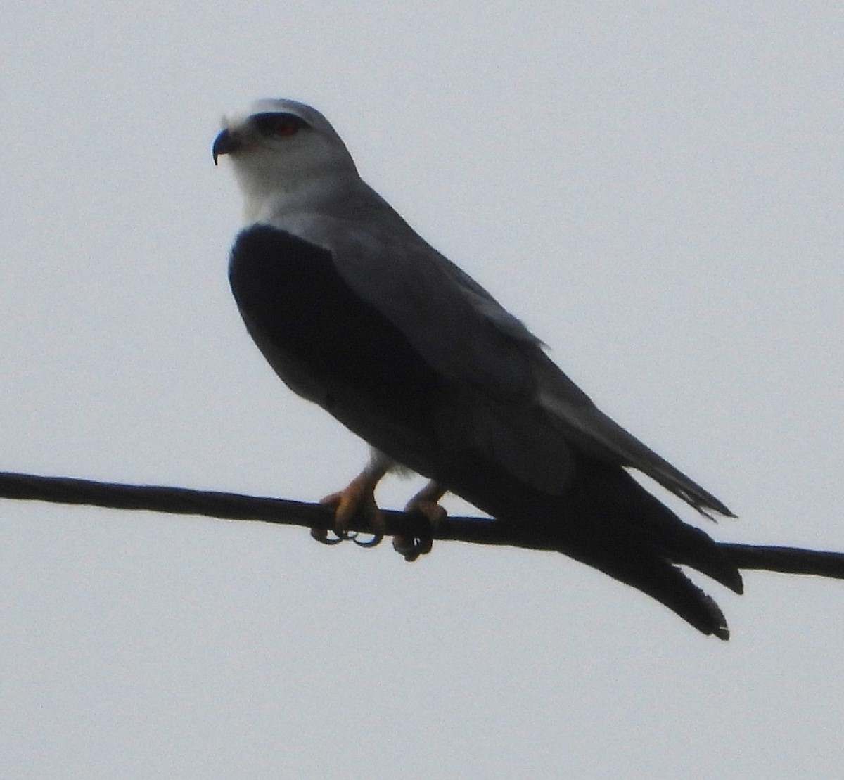 Black-winged Kite - Bindu Krishnan