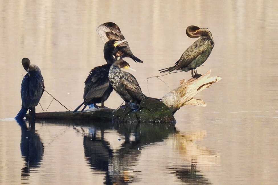 Double-crested Cormorant - ML532611601