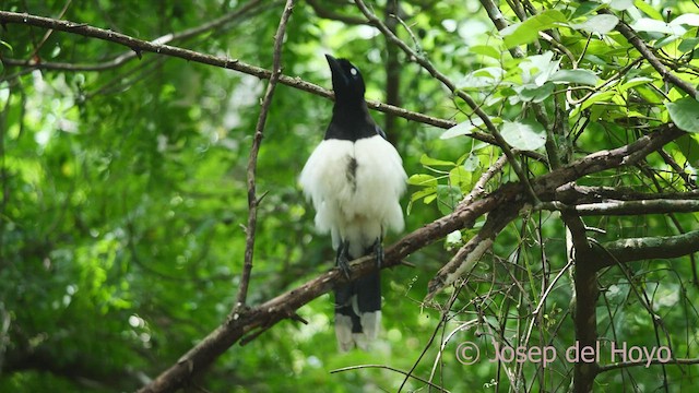 Black-chested Jay - ML532614981