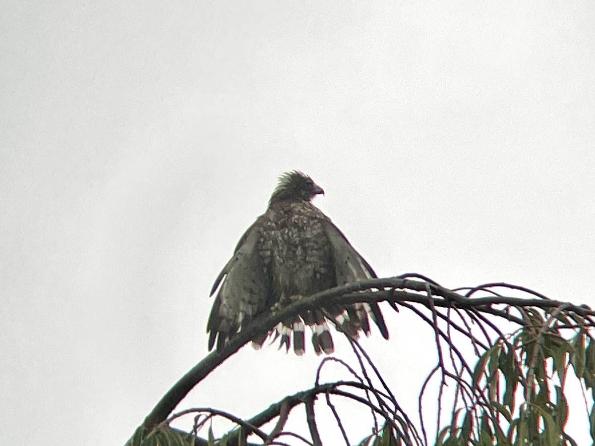 Broad-winged Hawk - Curtis Beimborn