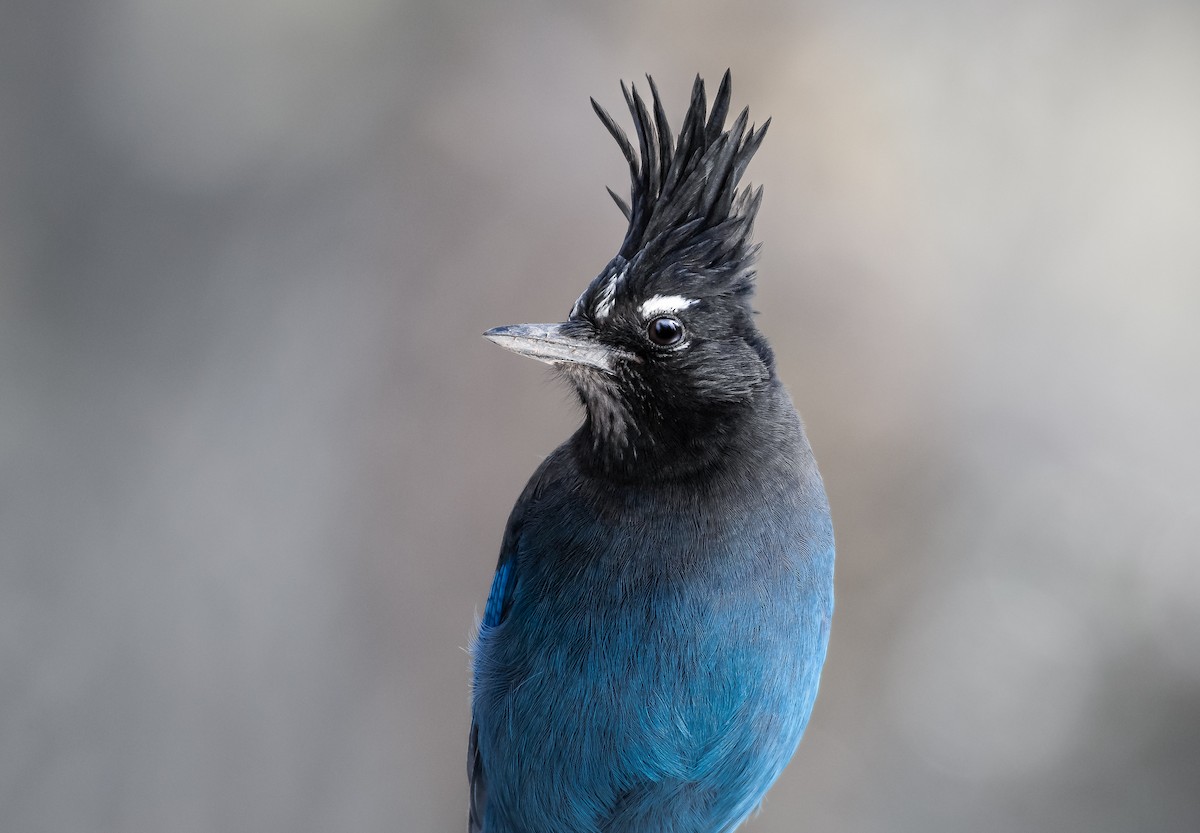 Steller's Jay - ML532615511