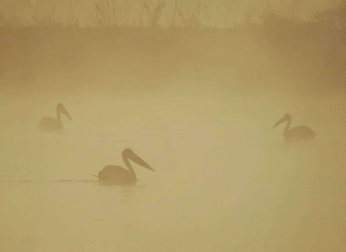 Great White Pelican - ML532616041