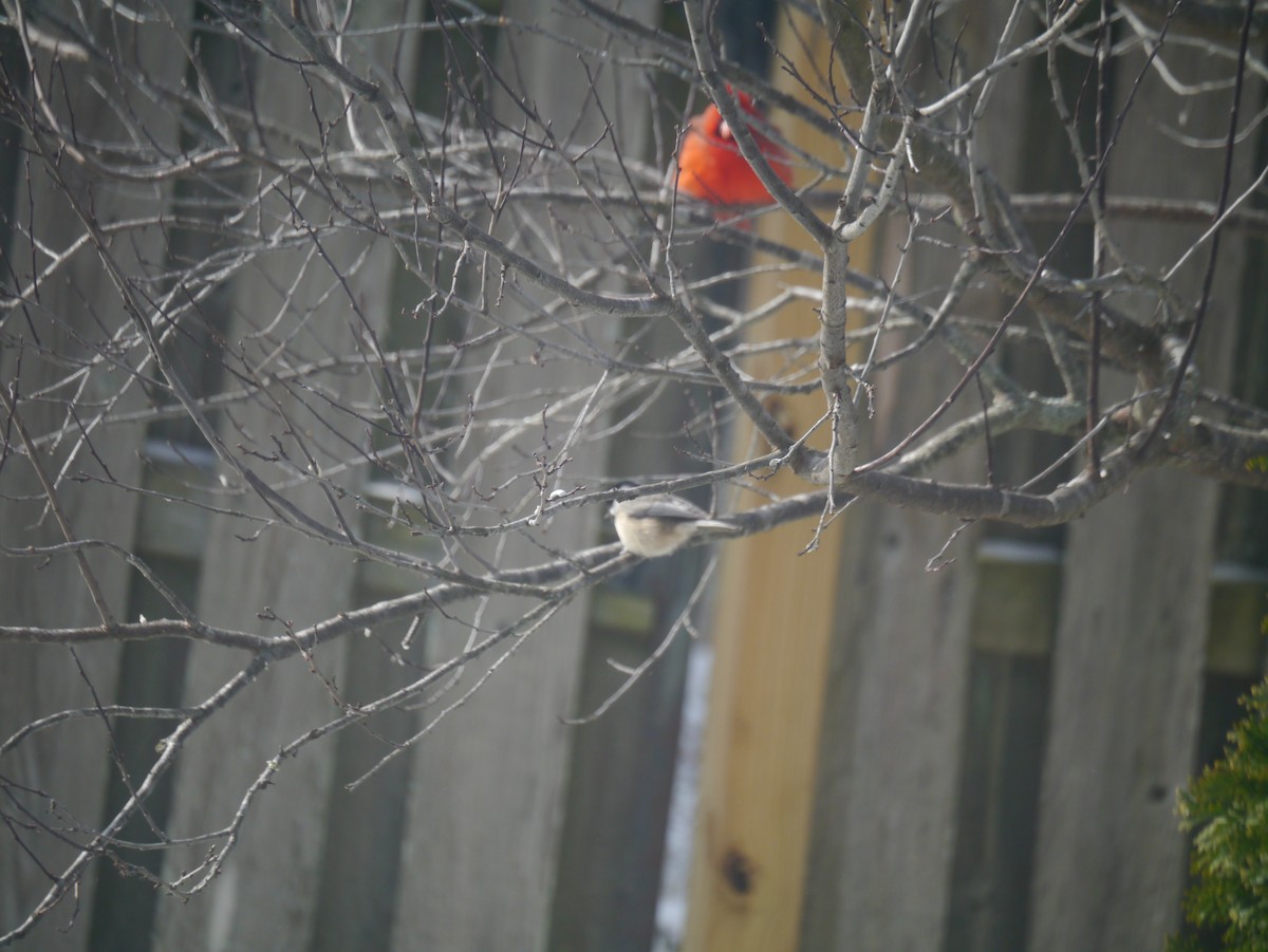 Carolina Chickadee - ML532616401