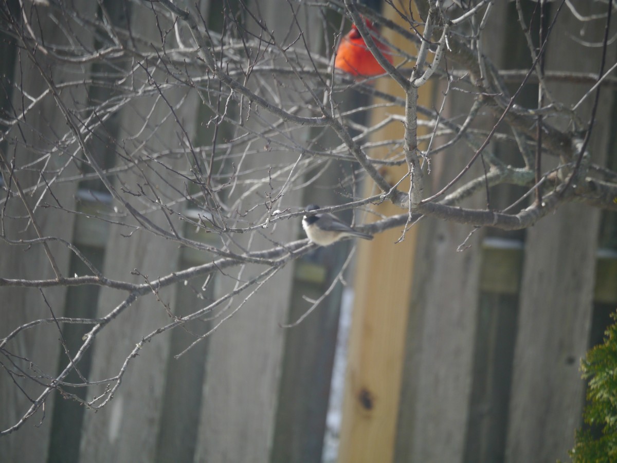 Carolina Chickadee - ML532616411