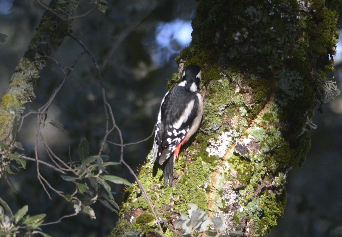 アカゲラ（numidus／mauritanus） - ML532619561