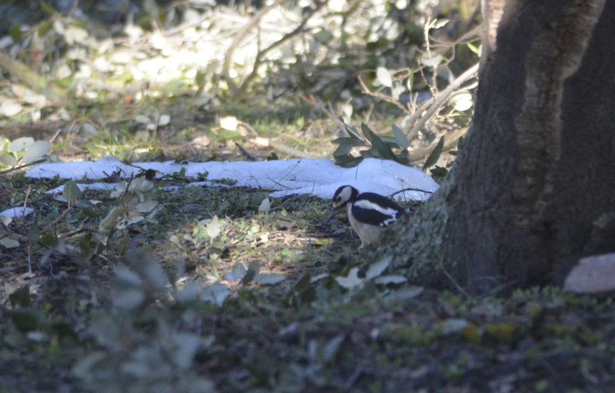 Great Spotted Woodpecker (Atlas) - ML532619571