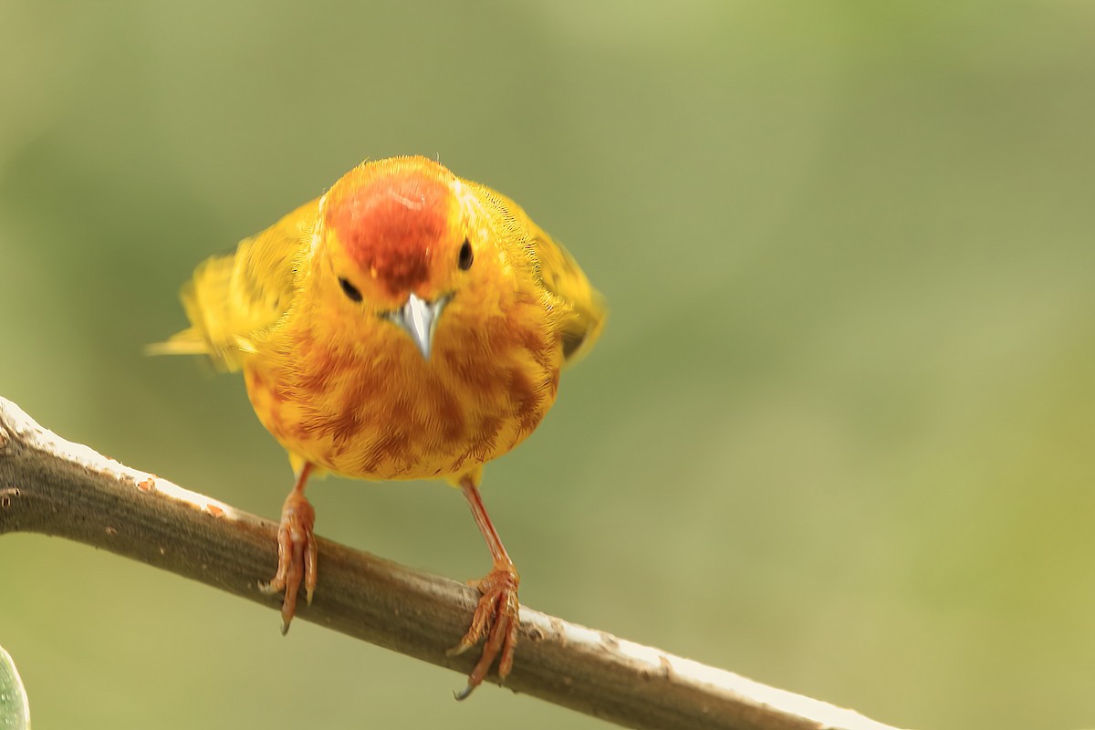 Yellow Warbler (Mangrove) - Serge Rivard