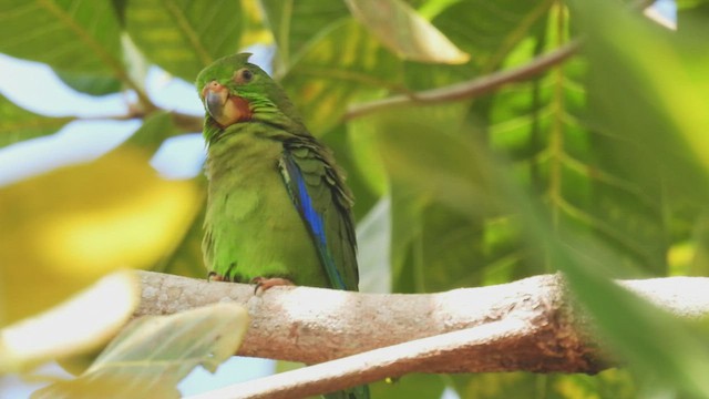 Dusky-billed Parrotlet - ML532622021