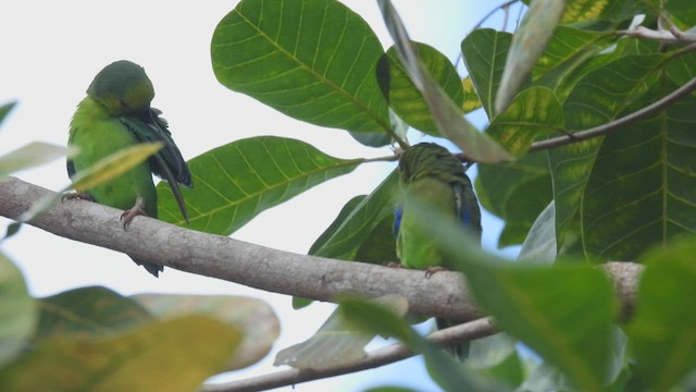 Dusky-billed Parrotlet - ML532622031