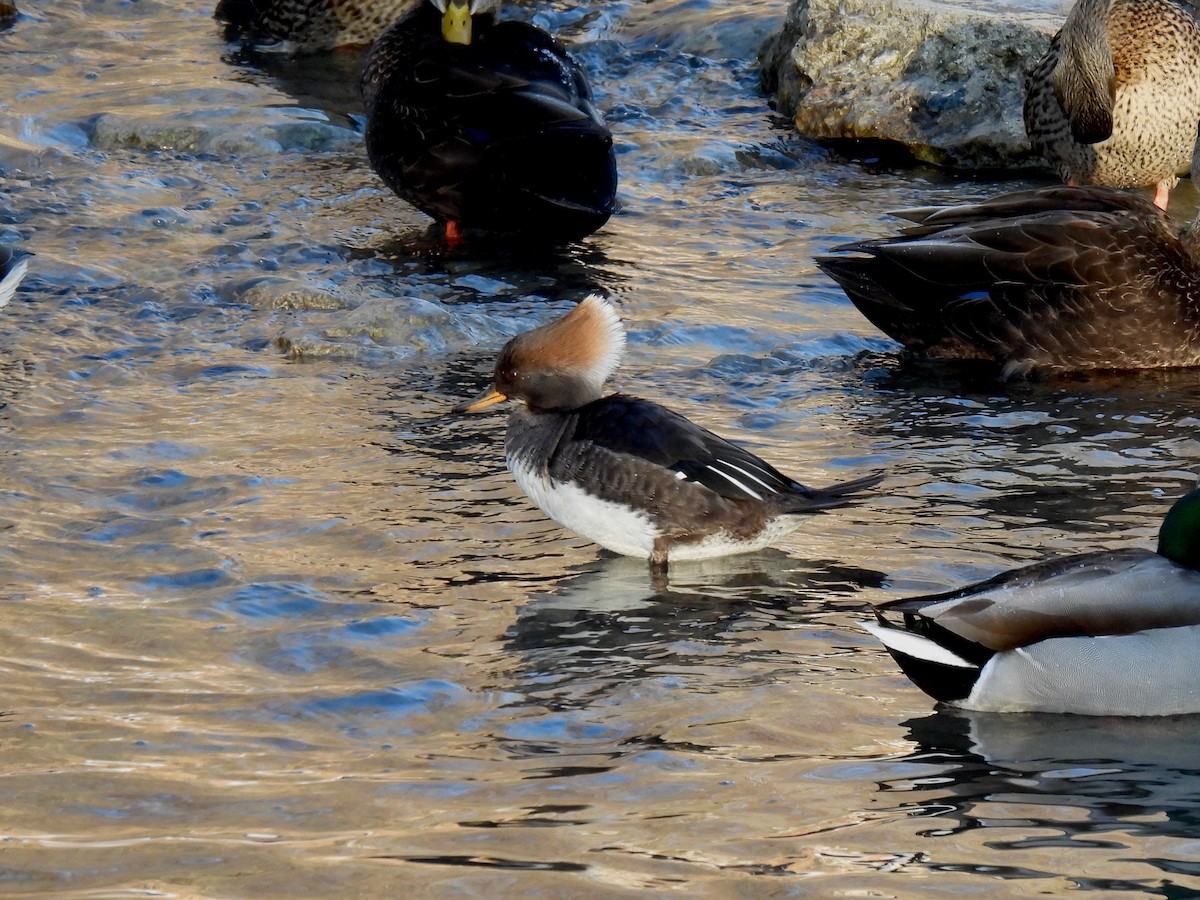 Hooded Merganser - ML532623571