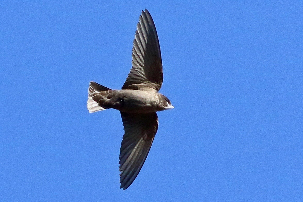 Eurasian Crag-Martin - ML532623851