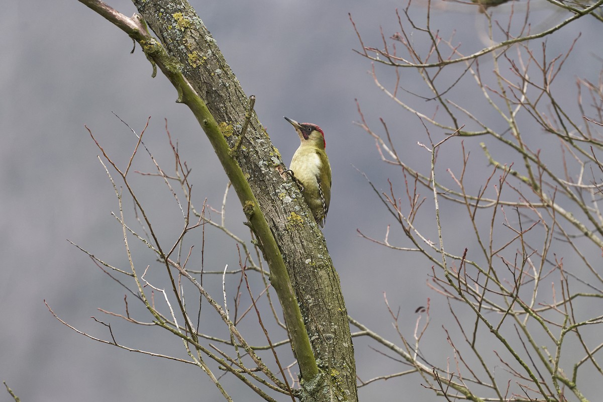 Eurasian Green Woodpecker - ML532624941