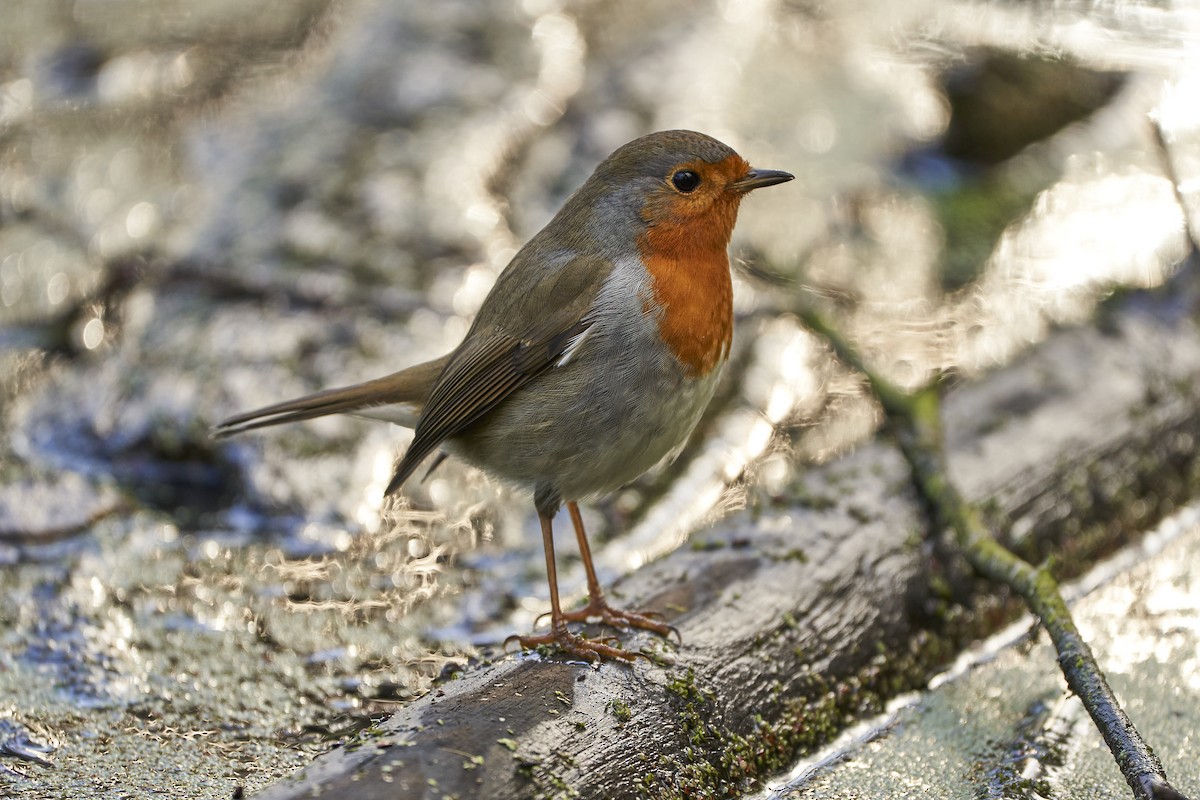 European Robin - ML532625131