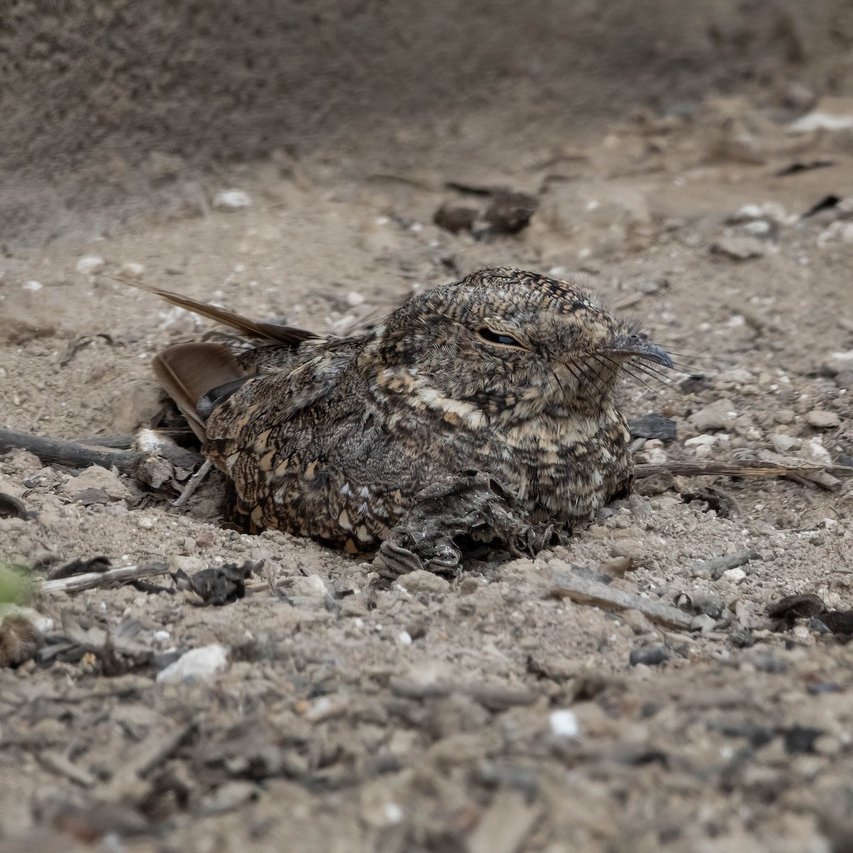 Tschudi's Nightjar - ALEXIS ALCANTARA