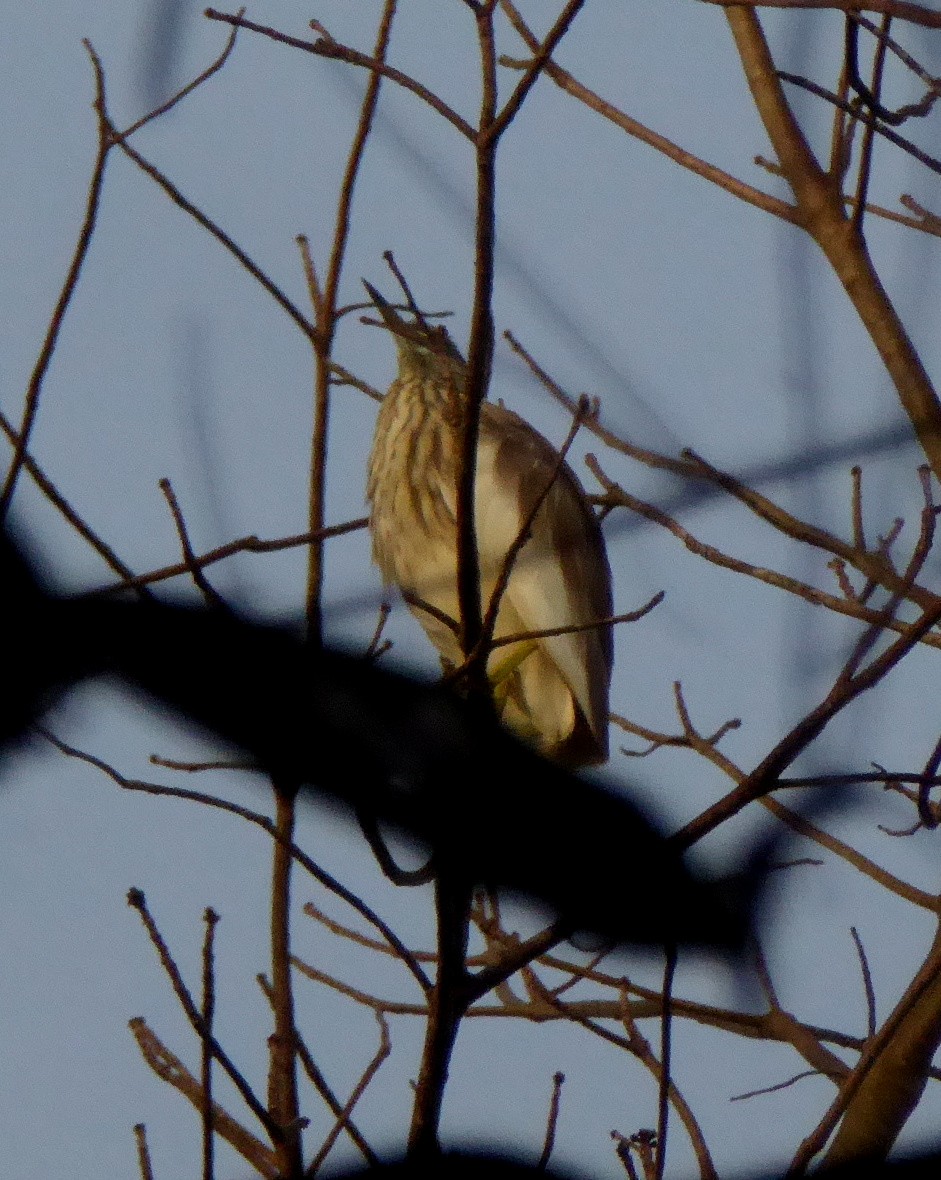 Chinese Pond-Heron - ML532626011