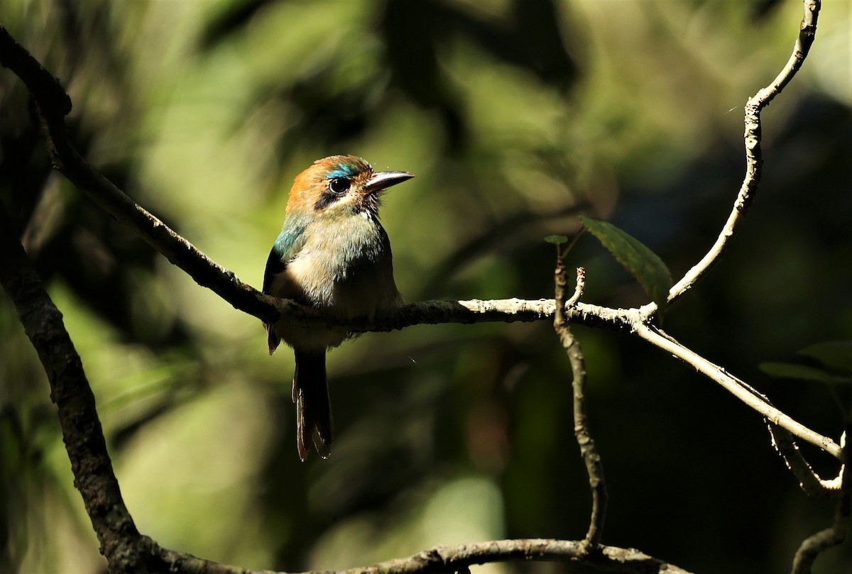 Tody Motmot - ML532626261