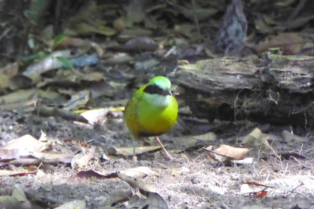 Bar-bellied Pitta - ML532626421